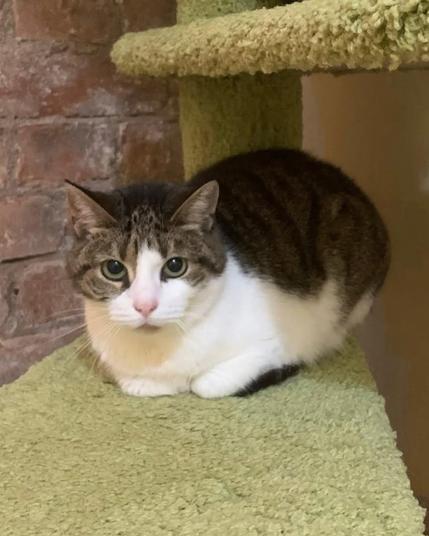 A white and brown tabby cat with green eyes is sitting on a green carpeted cat perch against a brick wall, looking calmly at the camera.
