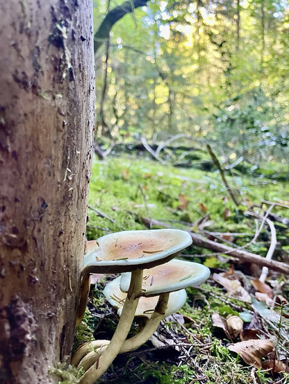 Trois champignons poussent en bouquet au pied d’un arbre. Leur chapeau est blanc et caramel au centre. Mousses vertes, feuilles mortes autour, on distingue des arbres éclairés par le soleil en fond. 