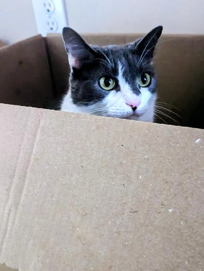Grey and white cat sitting in a big box with her head poking up.
