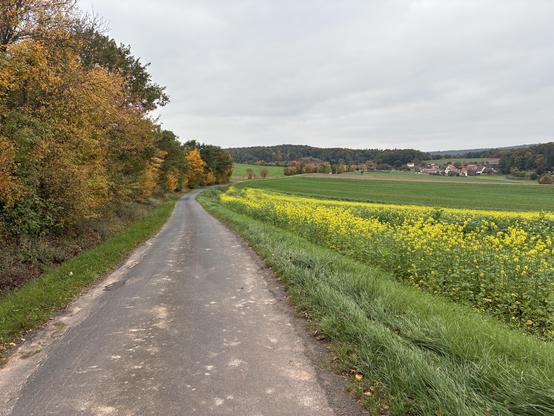 Flurweg mit blühendem Raps auf den einen Seite und herbstlichen Hecken auf der anderen.