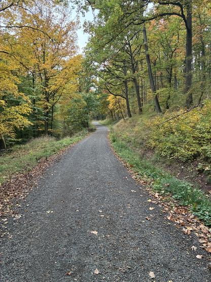 Herbstlicher Waldweg