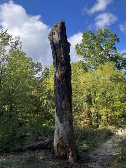 Remnant of a tree