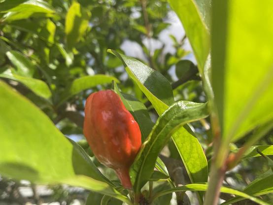 Orange pink early fruit on pomegranate tree with bright green new shiny leaves 
