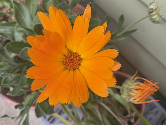 Light Orange petals and dark orange centre stamens on calendula plant.