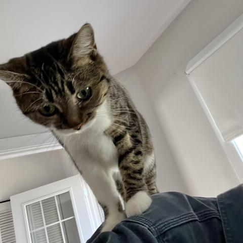 Brown & white tabby cat standing on my shoulder, looking down at the floor.