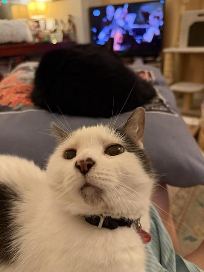 A white and gray cat is in focus in the foreground, looking slightly upwards. A black cat is curled up in the background on a cushion, and a TV displaying a performance is visible behind them. The scene is cozy and reflects a relaxed home environment