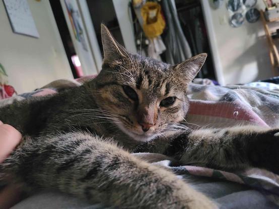 Close-up of a sleepy brown tabby cat resting on a patterned blanket while a person gently strokes its tummy