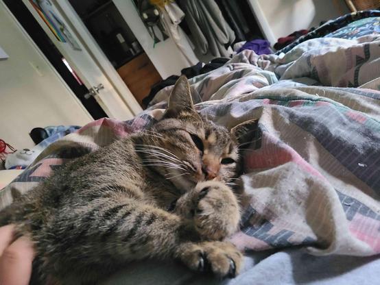 A contented tabby cat is being petted while resting on a colorful, striped comforter in a room lit with morning light