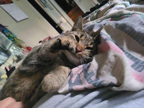 A tabby cat relaxing on a patterned blanket, playfully holding one paw up near its face.