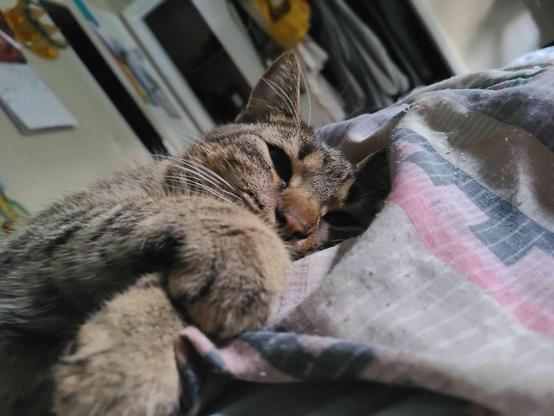 A sleepy brown tabby cat rests comfortably curled up on a striped blanket indoors.