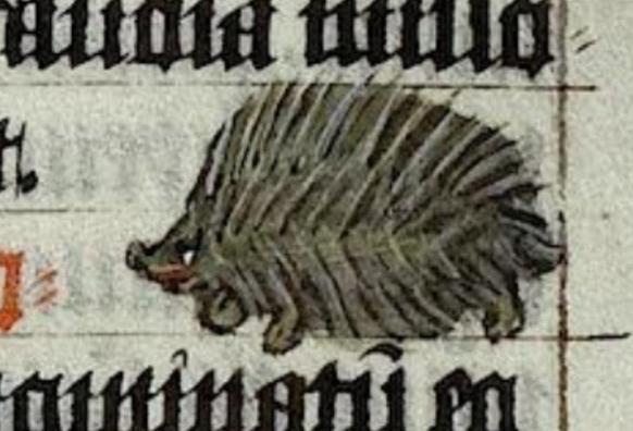 Between text on a manuscript page, a little grey/brown spiky hedgehog with a slightly upturned snout is waddling towards the left. It is very round and plump beneath its spikes and it seems to be smiling. Image from Biblioteca Apostolica Vaticana, Pal. lat. 291 (De rerum naturis), folio 91r.