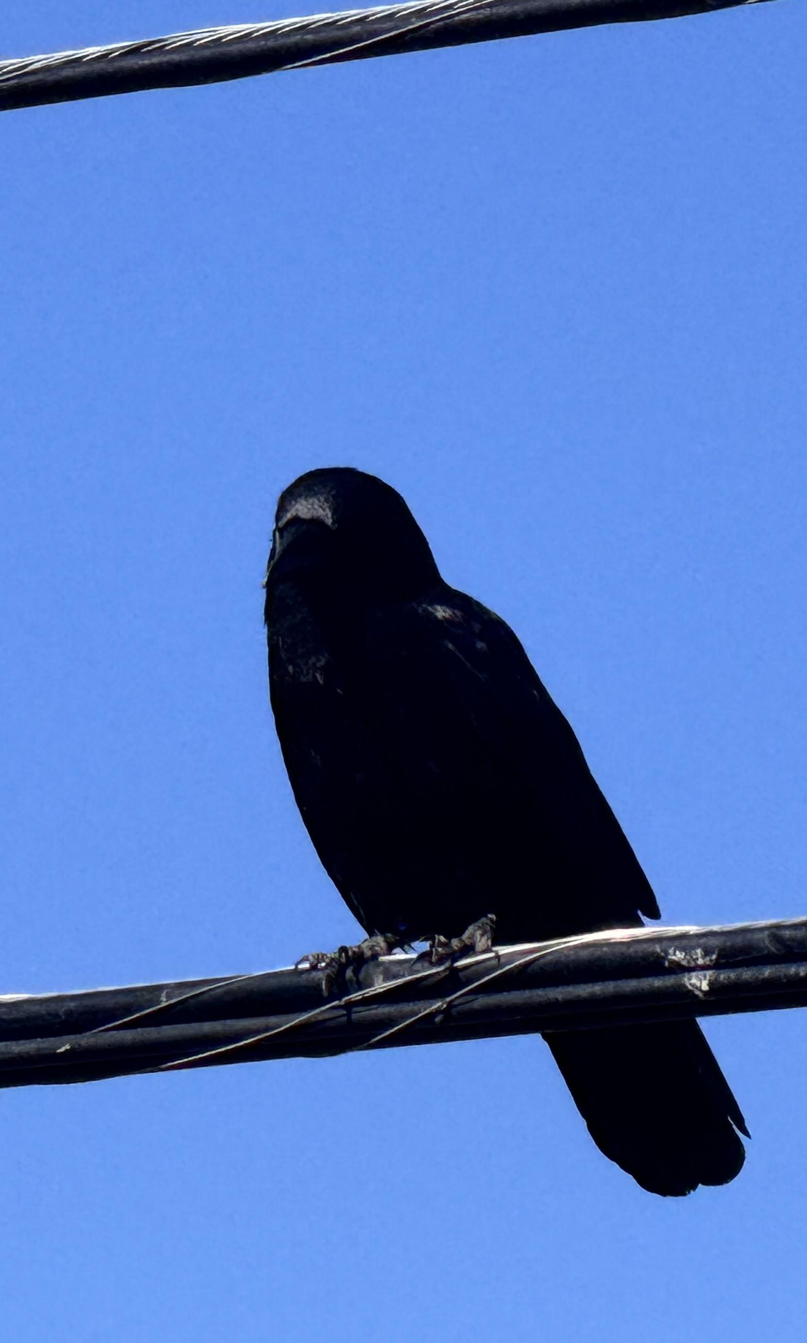 Sorry, no caption provided by author