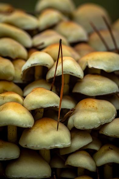 Hypholoma fasciculare
#HypholomaFasciculare #SulphurTuft #MushroomCluster #WildFungi #ForestFungi #FungiOfTheForest #Mycology #MushroomIdentification #ToxicFungi #Grzyby #Grzybobranie #TrujaceGrzyby #FungiLovers #FungiPhotography #NatureMacro #MushroomsOfInstagram #MushroomWorld #LeśneGrzyby #FungiFocus #MushroomMagic