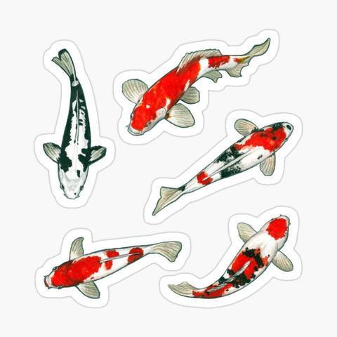 5 stickers de carpe koï peintes à l'aquarelle
