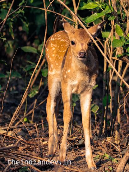 Fawn looking towards the viewer from behind a bush