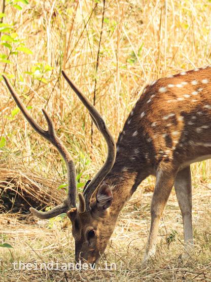 A deer with magnificent horns eats grass