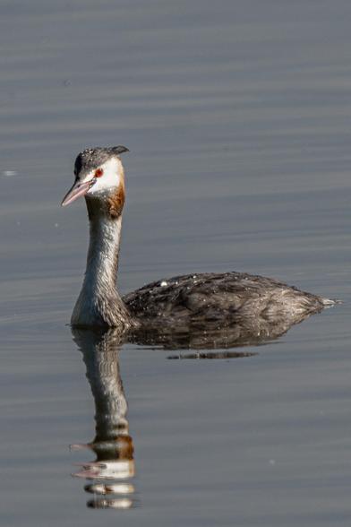 An adult great crested grebe is seen swimming from the side, its reflection slightly distorted by the rippled water. The bird has transitional plumage, moving from breeding to non-breeding, and has drops of water on its head and back that gleam in the sun.