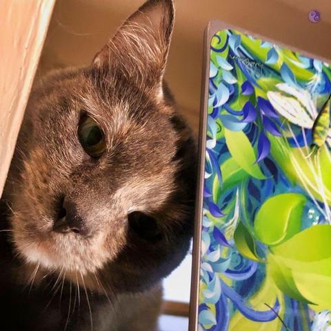 Between a slanted eave wall and the colorful back of an open laptop, which has a protective skin with a design of blue starry flowers and glossy green leaves, with a tilted cat face of a dilute tortoiseshell cat is trying to fit in the space between.