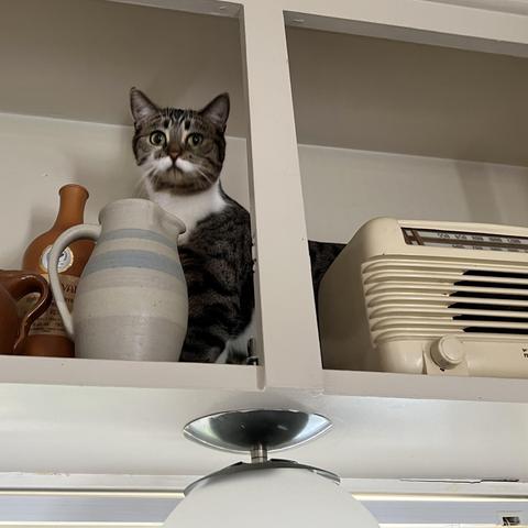 Brown & white tabby cat sitting on an overhead shelf, looking down on the photographer from behind a clay pitcher and an old radio