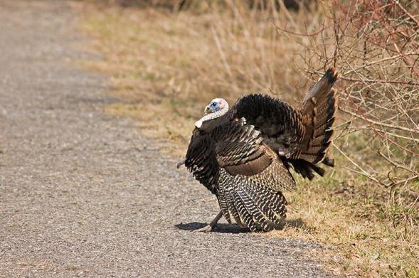 A male turkey is puffed up in a display to attract the ladies, facing left.  It's a very bright day, which is showing off the beautiful iridescence of its feathers. 