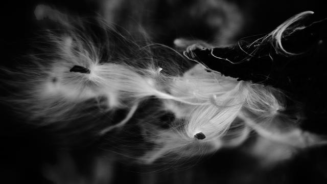 A black and white close-up of common milkweed seeds. Wispy white fibers are attached to small, dark seed pods, creating a contrast against a dark background.