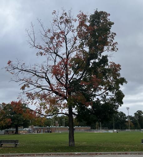 A tree in multiple phases at once