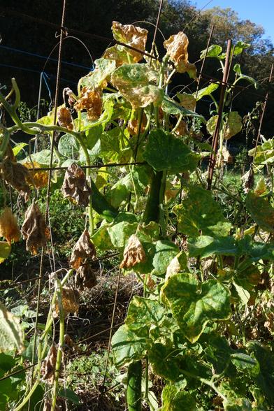 Derniers concombres sur les pieds de la variété Arola.