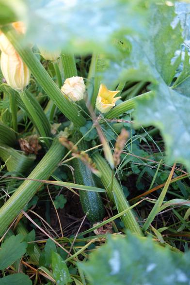Courgettes Zuboda