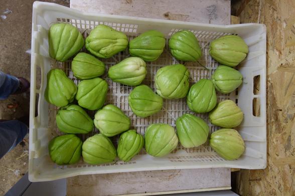 1ère récolte de chayottes.