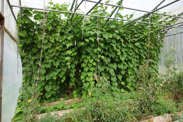 Plants de chayottes grimpant dans la serre