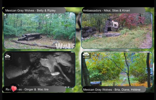 Screenshot of Wolfconservationcenter twitch stream featuring 4 cameras with cute wolves