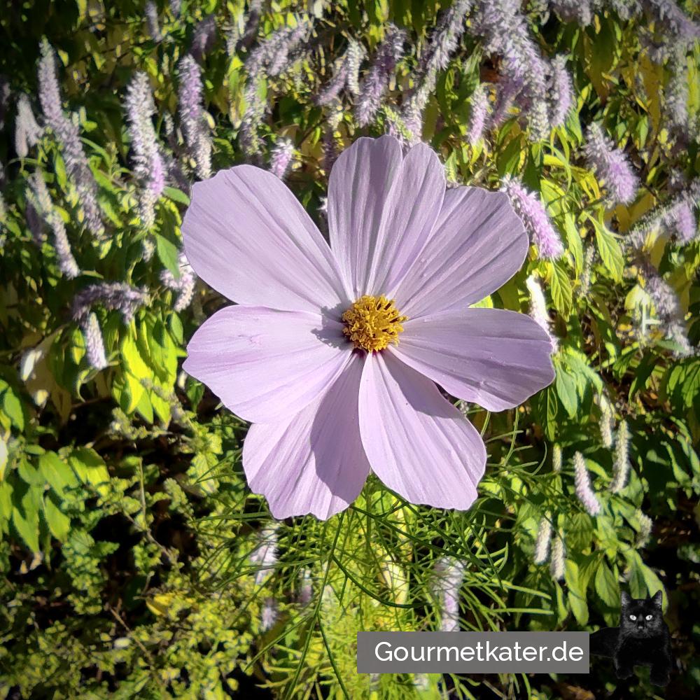 Im Garten