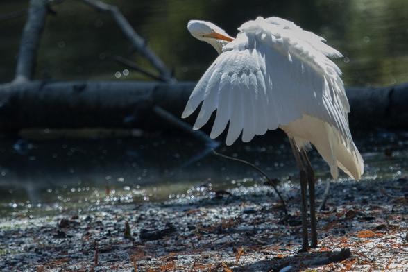 Had never been to Jewel Lake, and have not been back.  It was a bit of a scary ride, but I'm glad I got there.

We saw this great egret at the actual lake, very thoroughly grooming its beautiful snow white feathers with its deep orange beak.

In this photo, the birds head is angled over its left shoulder.  Its beak is lodged into the feathers just behind its neck, and we clearly see the bird's sturdy black legs and frilly pantaloons.  Its left wing is slightly elevated and the wing feathers are spread. 

Beyond the bird is a hefty log and some sparkling water. The bird is standing on the shore, which is dotted with broken, rust-colored pine branches.
