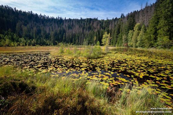 A stunning and serene wetland landscape, teeming with life and natural beauty, featuring a vast expanse of lily pads floating on calm, reflective water. The scene is framed by dense, green forests and a mix of grasses and shrubs in the foreground, creating a peaceful and untouched atmosphere. The clear blue sky above adds to the tranquility, making it a perfect snapshot of nature's harmony and biodiversity.