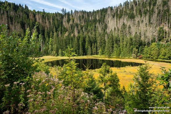 A breathtaking view of a serene mountain lake surrounded by a dense forest of evergreen trees, showcasing a mix of vibrant green and earthy brown tones. The calm, reflective water of the lake is nestled in a lush meadow, bordered by wildflowers and shrubs in the foreground. The tranquil scene captures the beauty and peacefulness of an untouched natural landscape, perfect for relaxation and outdoor exploration.
