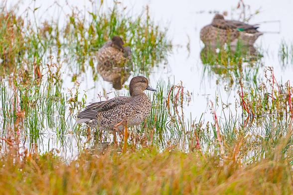 A Teal stands on the pool edge with out of focus Autumnal vegetation at the bottom of frame, in the background ,floating on the water, two Teal doze with their heads tucked back.