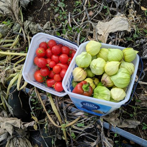 Two small square pails with small tomatoes, tomatillo, and peppers which mostly can't be seen but are under the tomatilloes. They are sitting in a fallowed summer squash raised bed.