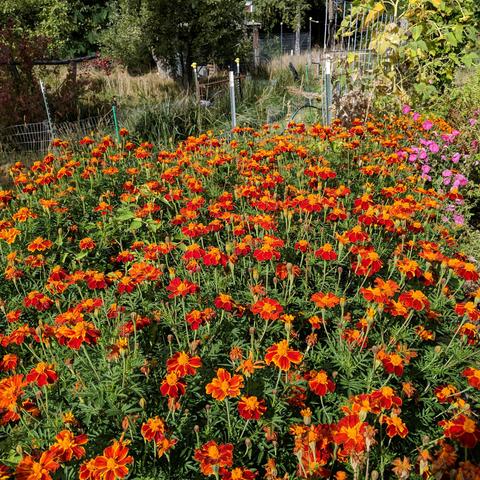 A melon raised bed that is full of orange marigolds. There are some pink petunias in the upper right and a dying sunflower too.