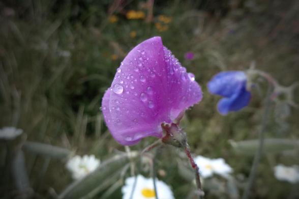 A vibrant magenta flower in the foreground with raindrops on its petals with some white and yellow flowers and a blue flower in the background