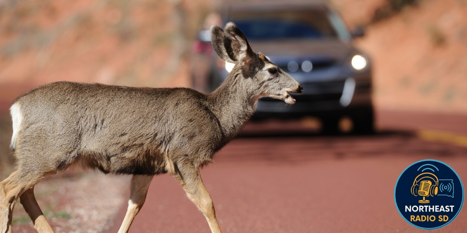 Deer crossing a red road with a car in the background. Brown earthy setting. Northeast Radio SD logo at the bottom right.