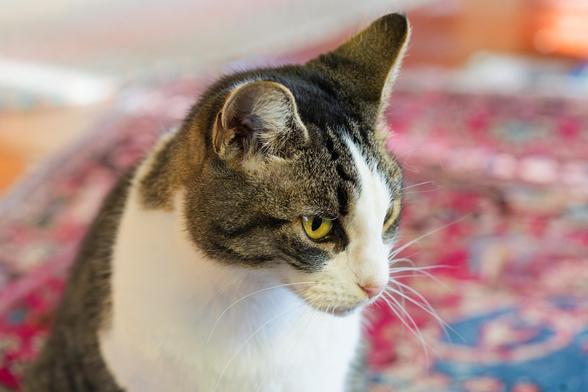 Tabby cat with a big spot around her neck in half-profile in front of a blurred out oriental rug