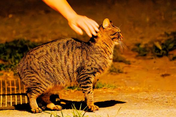 Cat with tiger markings stands with arched back under a person's hand