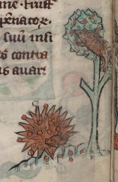 In the foreground, a spiky brown hedgehog in a tight ball is spearing red fruit on its spine tips on the ground. Behind it, another brown hedgehog is stretched at length in a green tree shaking the red fruit down. Its notable that the hedgehog in the tree has a pointed snout while the hedgehog on the ground has a much more pig-like head. Image from Beinecke Rare Book & Manuscript Library, MS 404 (Rothschild Canticles), folio 176r.