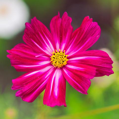 Purple flower with white streaks coming from the center with a yellow disk with black fibers on it and a mostly green blobular area behind it except for a big white spot in the upper left and a smaller one in the center right