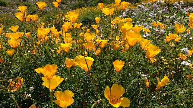A field of bight yellow California poppies.