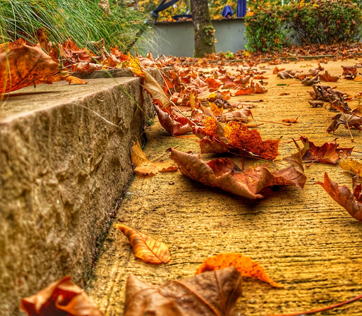 Autumnal leaves scattered on the ground