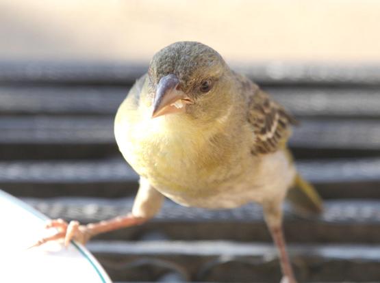 A female weaver with a pale yellow belly, striped wings and heavy beak
The bird faces the camera one foot on the edge of a plate