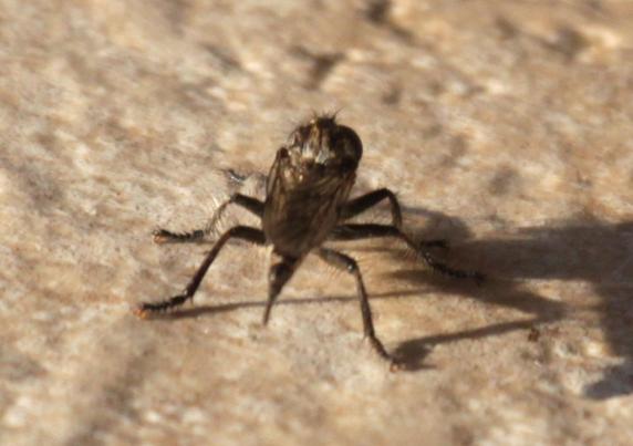 An unidentified inset with six legs,  a sharp probiscos 
A long narrow body 
Facing the camera