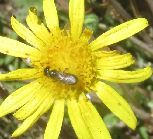 A yellow daisy shaped flower with 16 petals and a central stamen area
A small insect is eating pollen in the centre