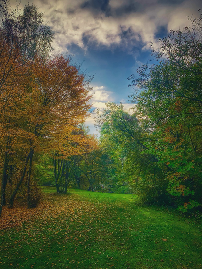 Trees turning autumnal colours 